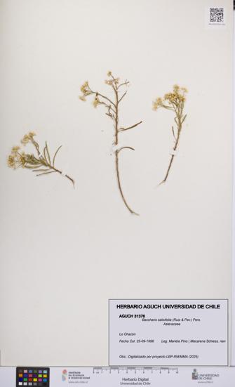 Baccharis salicifolia [Espécimen: UCH:AGUCH:0031376]