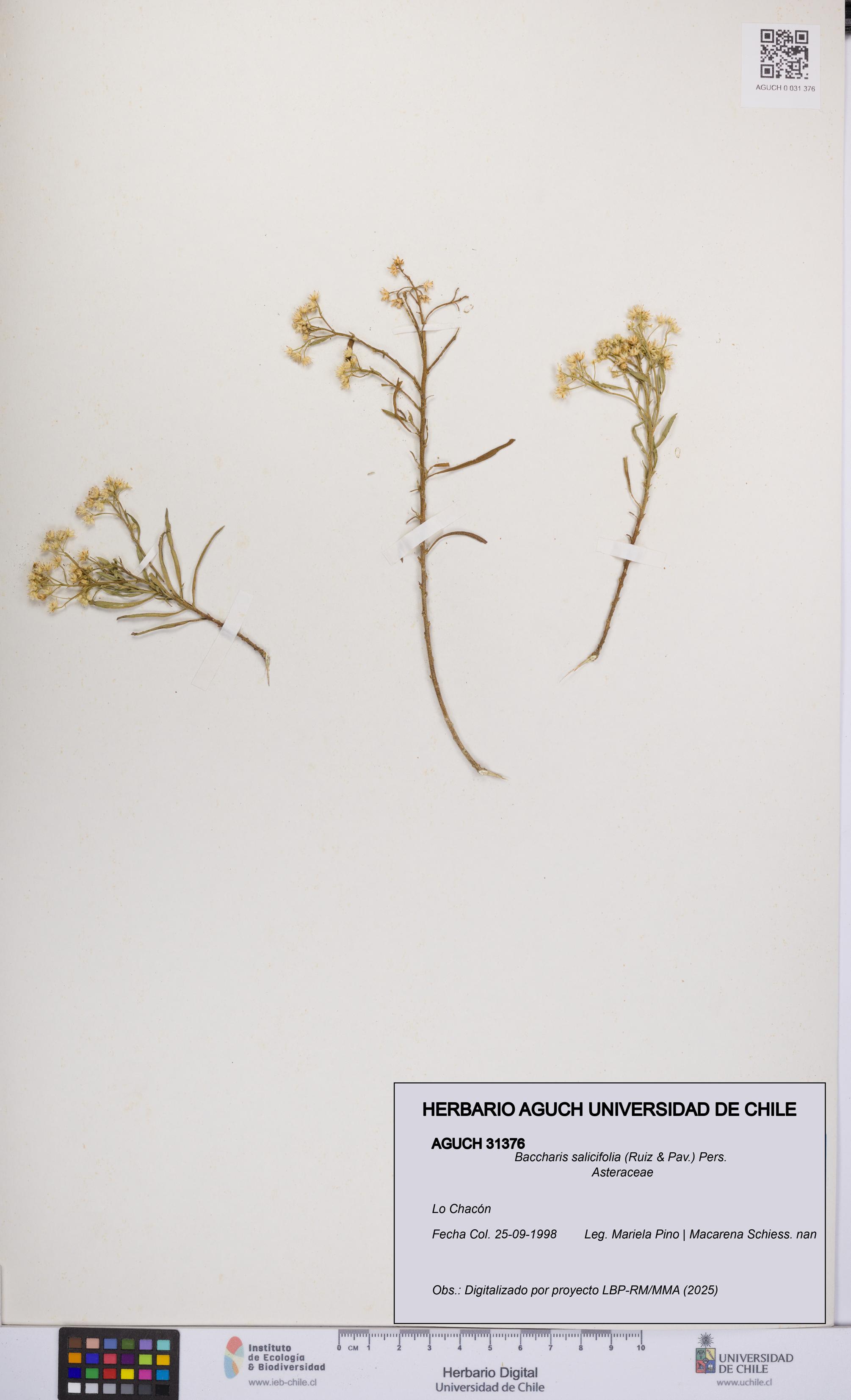 Baccharis salicifolia [Espécimen: UCH:AGUCH:0031376]