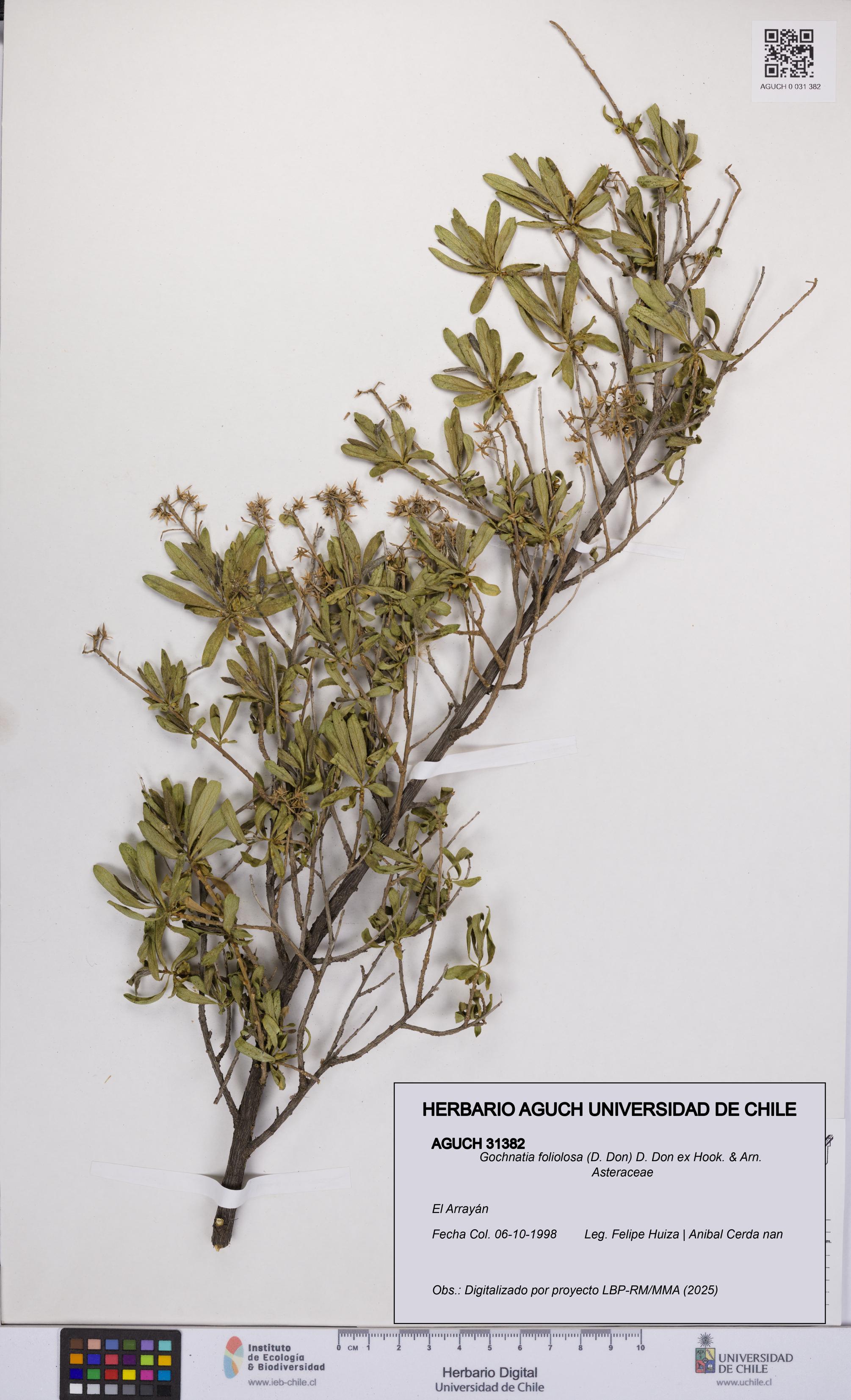 Gochnatia foliolosa [Espécimen: UCH:AGUCH:0031382]