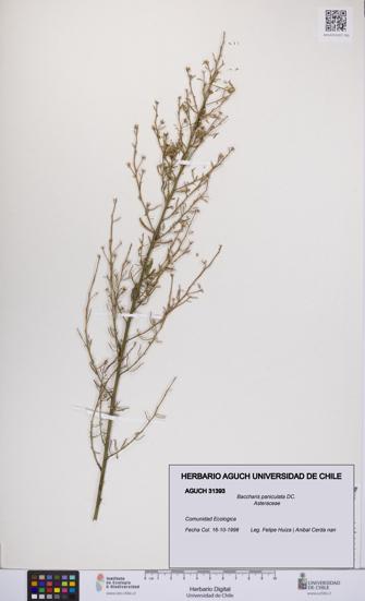Baccharis paniculata [Espécimen: UCH:AGUCH:0031393]
