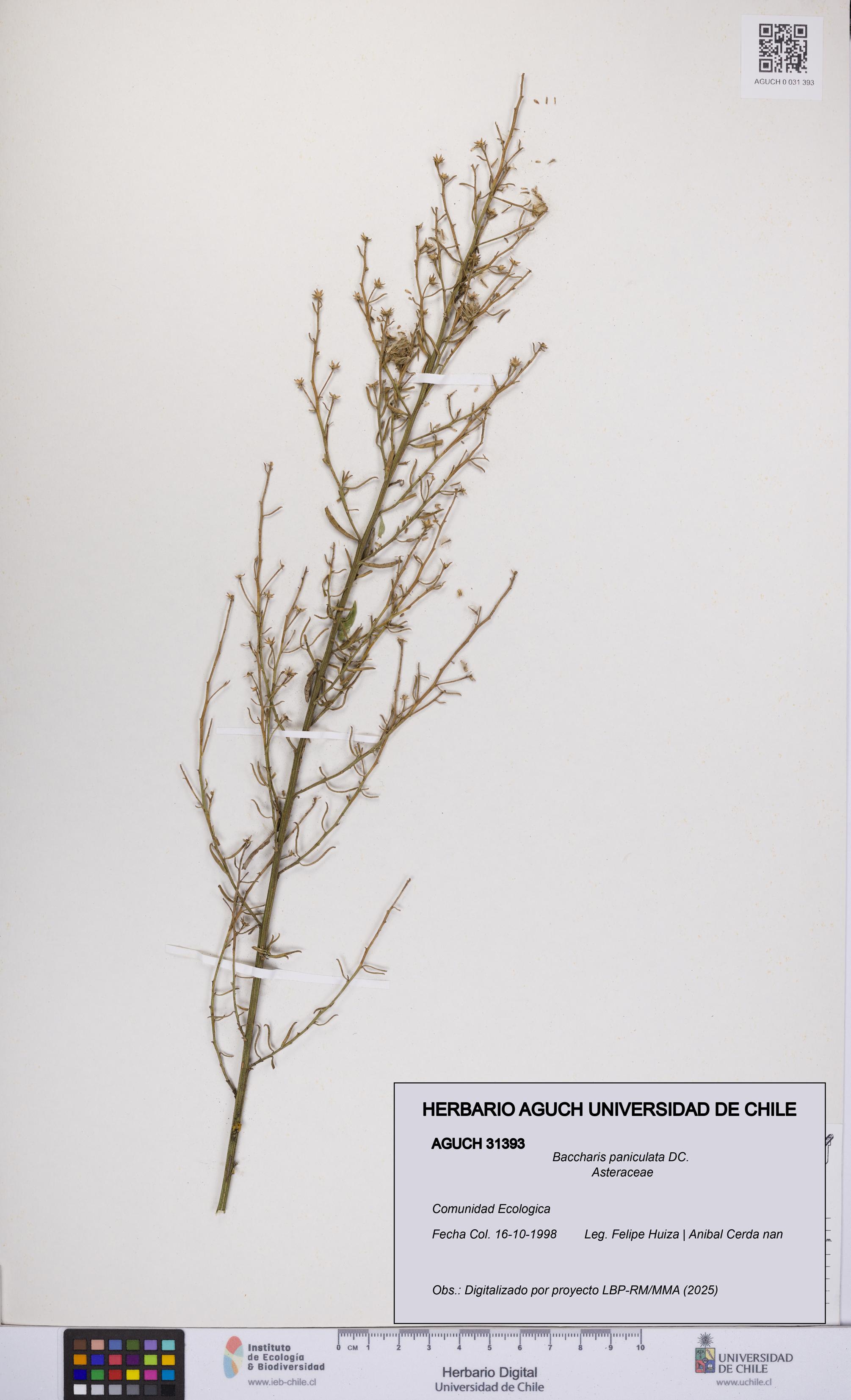 Baccharis paniculata [Espécimen: UCH:AGUCH:0031393]