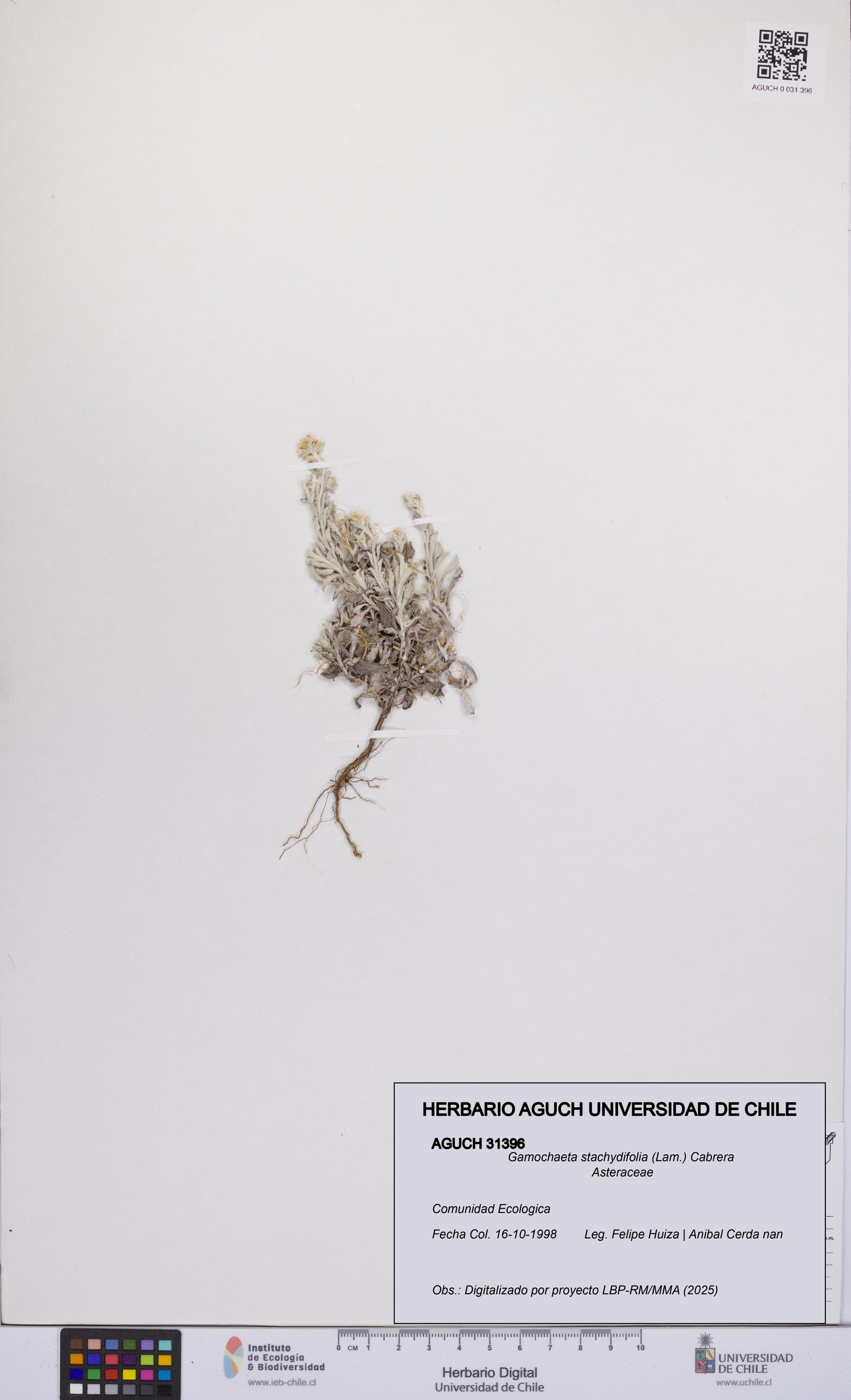 Gamochaeta stachydifolia [Espécimen: UCH:AGUCH:0031396]