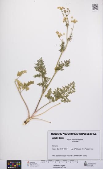 Apium prostratum [Espécimen: UCH:AGUCH:0031405]