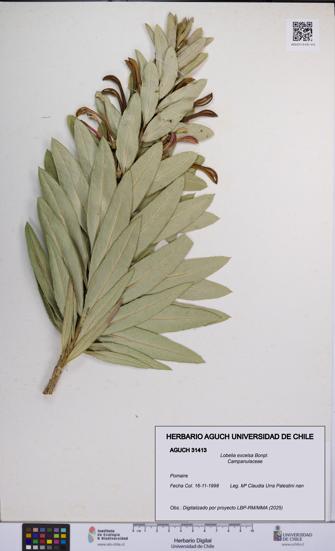 Lobelia excelsa [Espécimen: UCH:AGUCH:0031413]