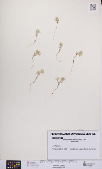 Chaetanthera ramosissima [Espécimen: UCH:AGUCH:0031426]