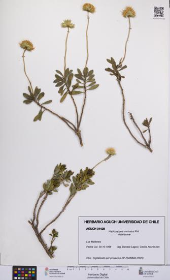 Haplopappus uncinatus [Espécimen: UCH:AGUCH:0031428]