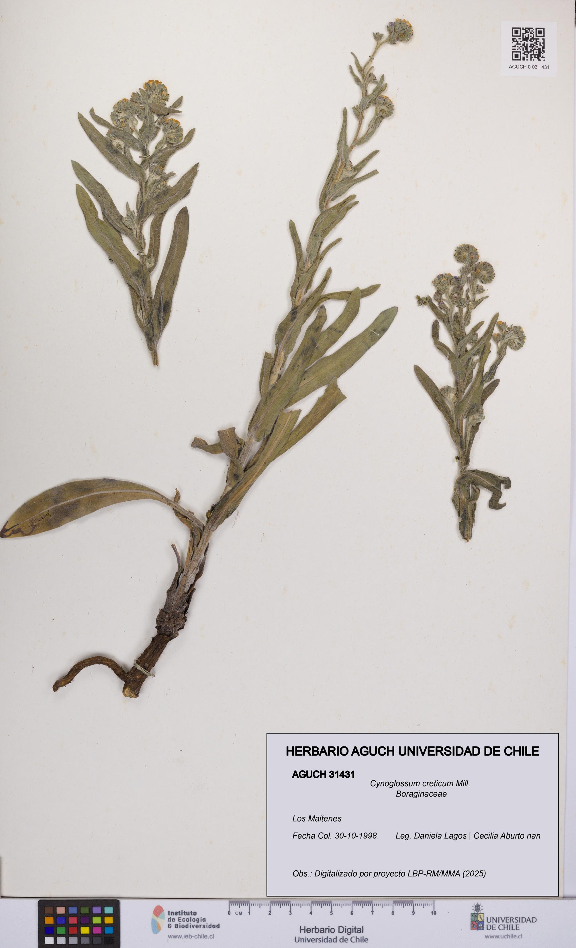 Cynoglossum creticum [Espécimen: UCH:AGUCH:0031431]