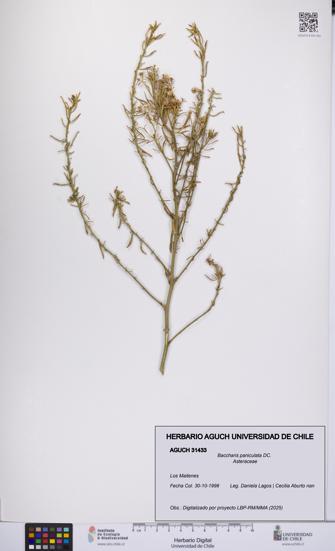 Baccharis paniculata [Espécimen: UCH:AGUCH:0031433]
