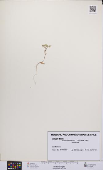 Triptilion capillatum [Espécimen: UCH:AGUCH:0031435]