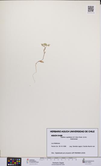 Triptilion capillatum [Espécimen: UCH:AGUCH:0031435]