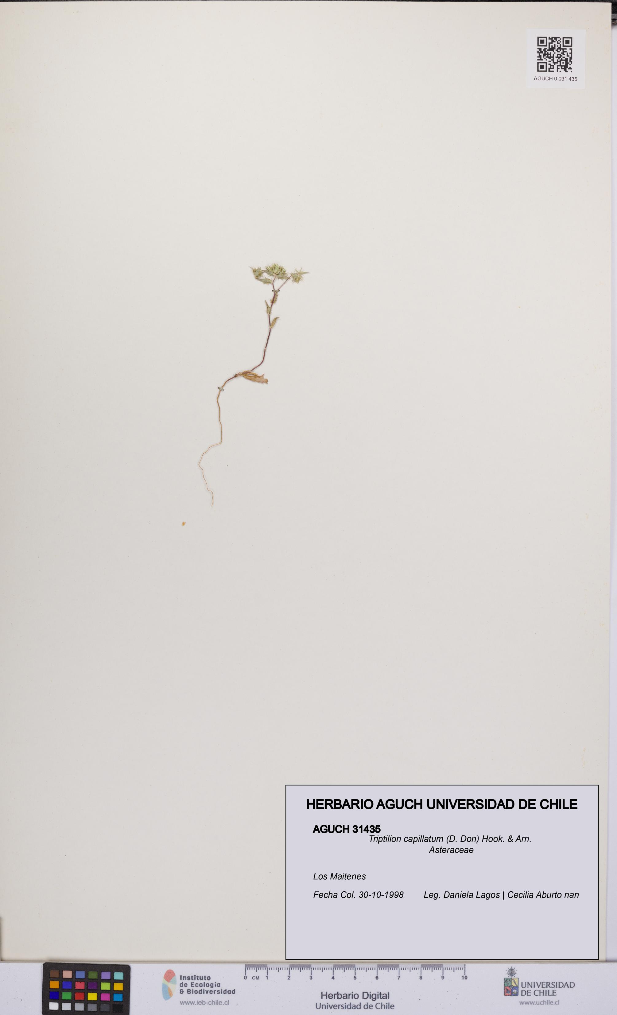 Triptilion capillatum [Espécimen: UCH:AGUCH:0031435]