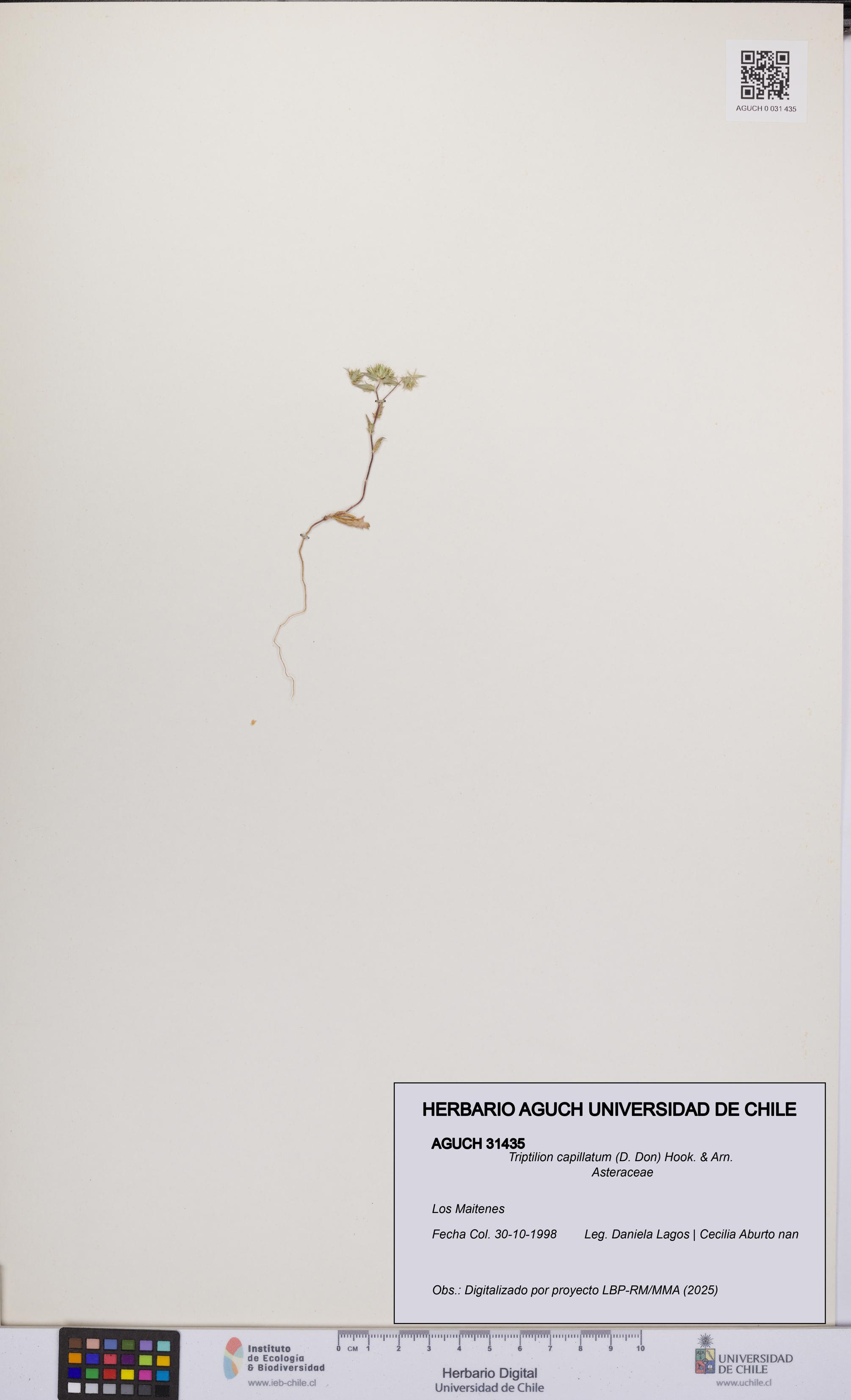 Triptilion capillatum [Espécimen: UCH:AGUCH:0031435]