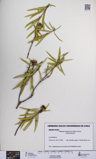 Colliguaja integerrima [Espécimen: UCH:AGUCH:0031441]