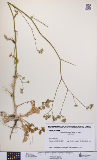 Leucheria rosea [Espécimen: UCH:AGUCH:0031444]