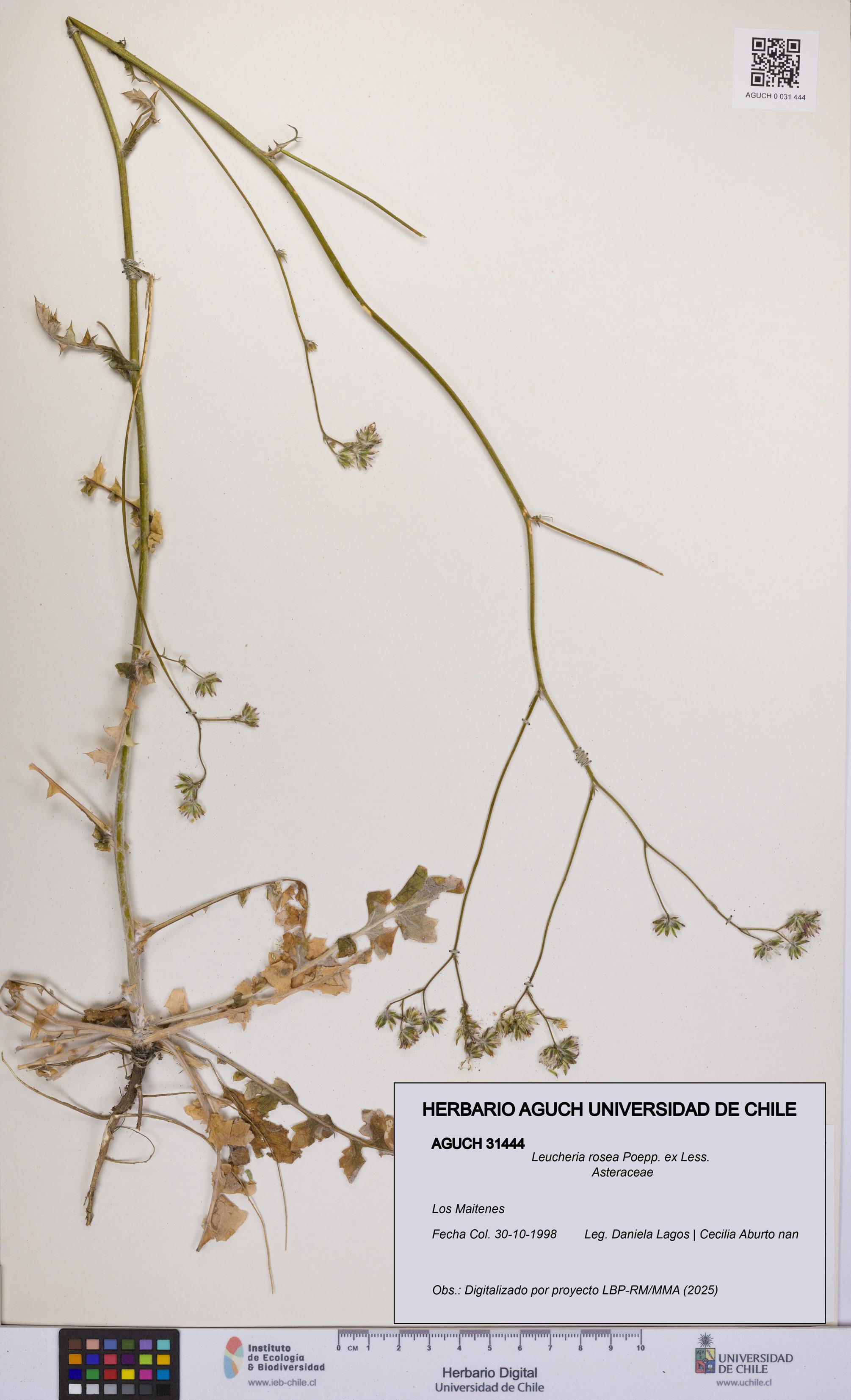 Leucheria rosea [Espécimen: UCH:AGUCH:0031444]