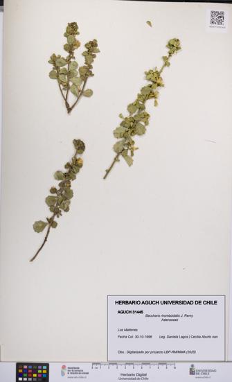 Baccharis rhomboidalis [Espécimen: UCH:AGUCH:0031445]