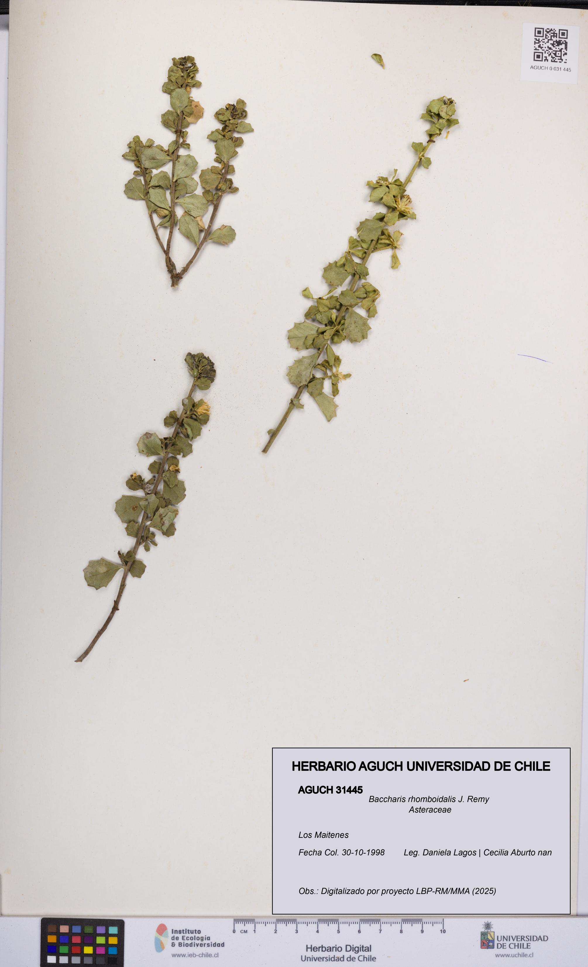 Baccharis rhomboidalis [Espécimen: UCH:AGUCH:0031445]