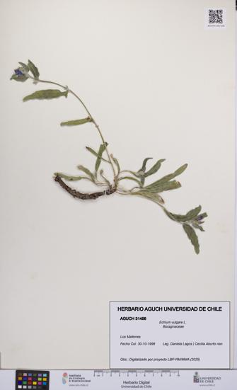 Echium vulgare [Espécimen: UCH:AGUCH:0031456]