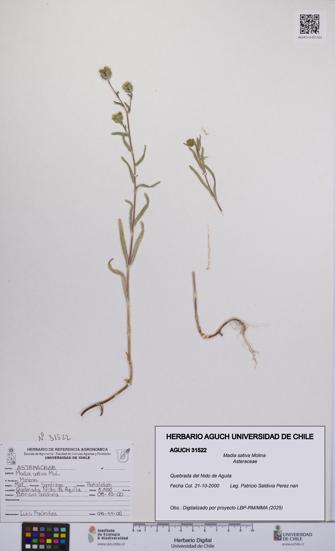 Madia sativa [Espécimen: UCH:AGUCH:0031522]