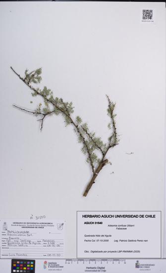 Adesmia confusa [Espécimen: UCH:AGUCH:0031540]