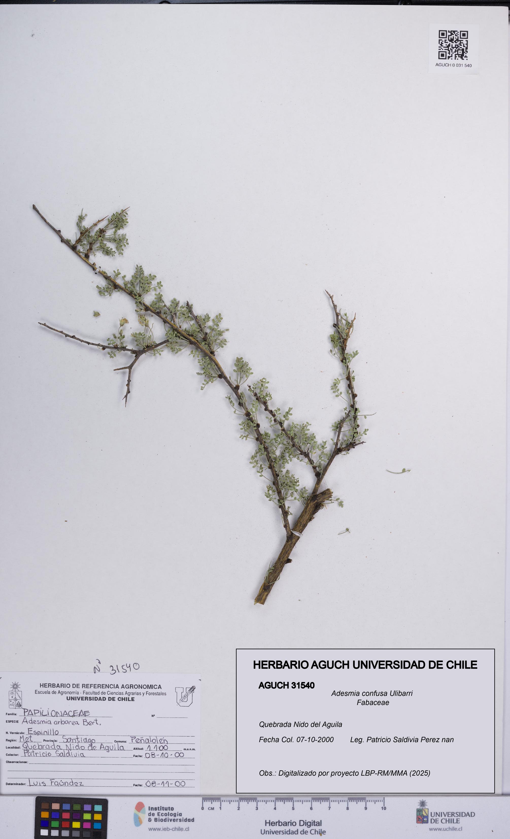 Adesmia confusa [Espécimen: UCH:AGUCH:0031540]