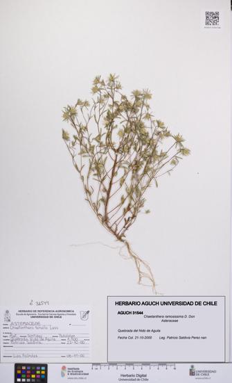 Chaetanthera ramosissima [Espécimen: UCH:AGUCH:0031544]