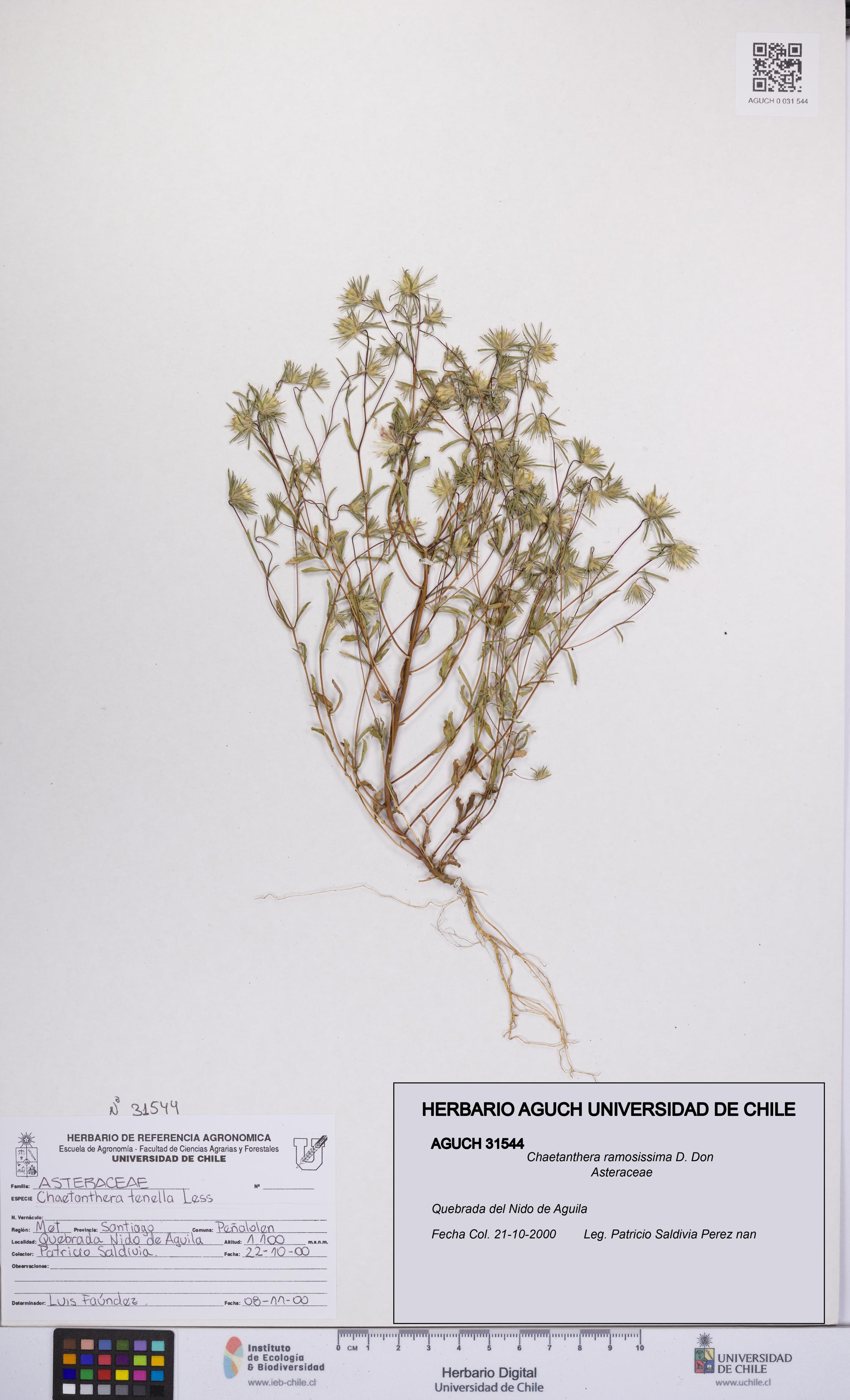 Chaetanthera ramosissima [Espécimen: UCH:AGUCH:0031544]
