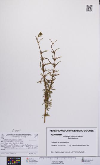 Calceolaria thyrsiflora [Espécimen: UCH:AGUCH:0031548]