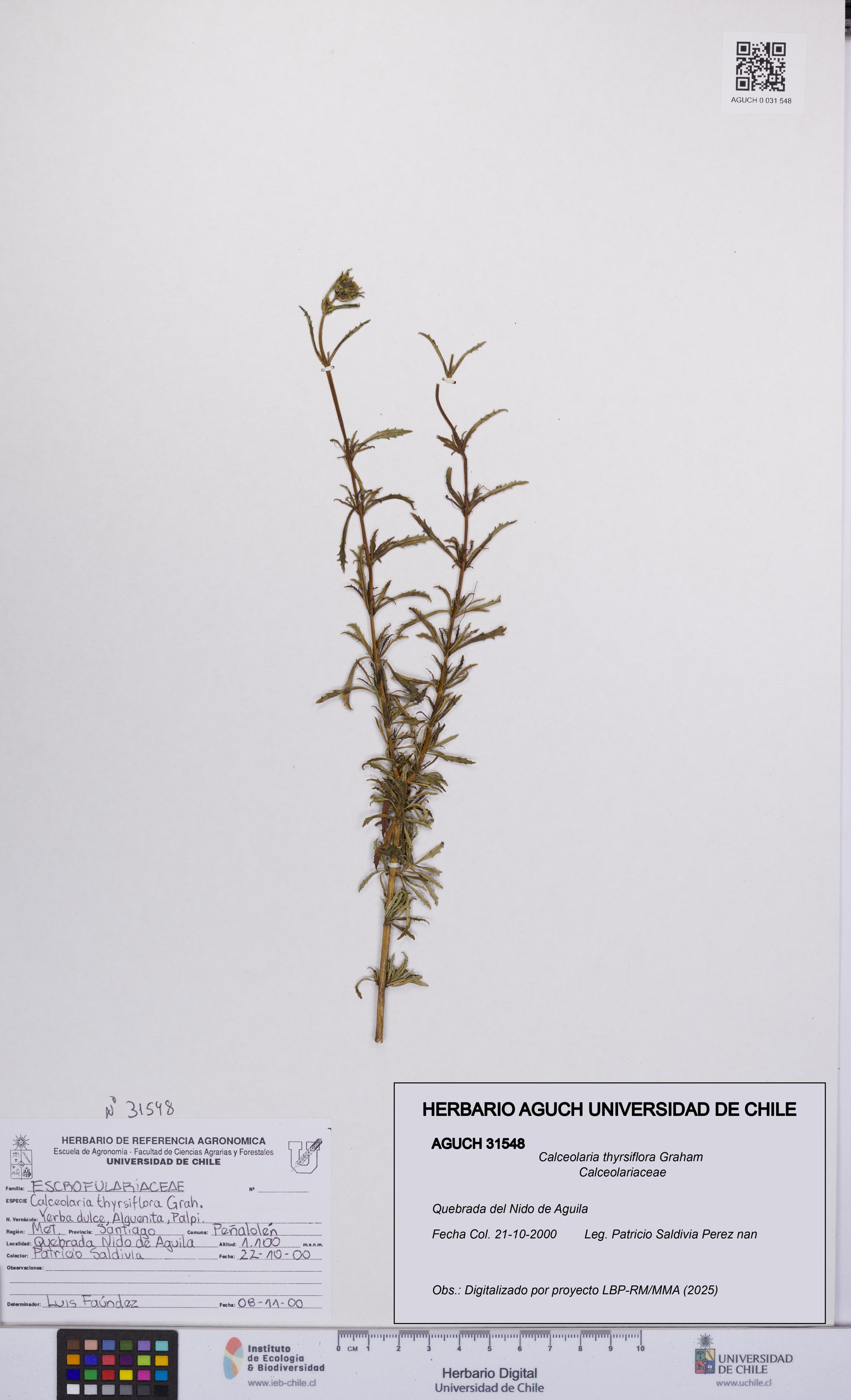 Calceolaria thyrsiflora [Espécimen: UCH:AGUCH:0031548]