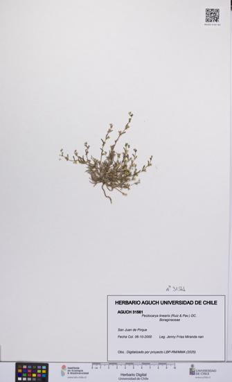 Pectocarya linearis [Espécimen: UCH:AGUCH:0031561]