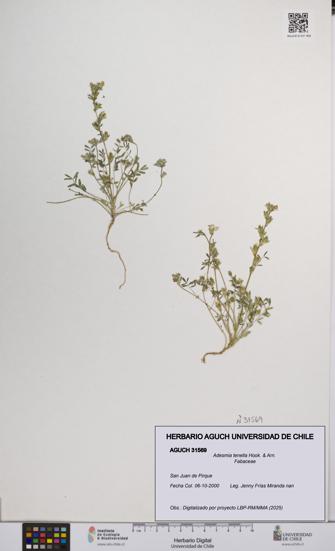 Adesmia tenella [Espécimen: UCH:AGUCH:0031569]