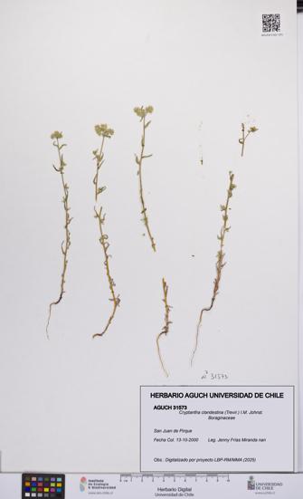 Cryptantha clandestina [Espécimen: UCH:AGUCH:0031573]