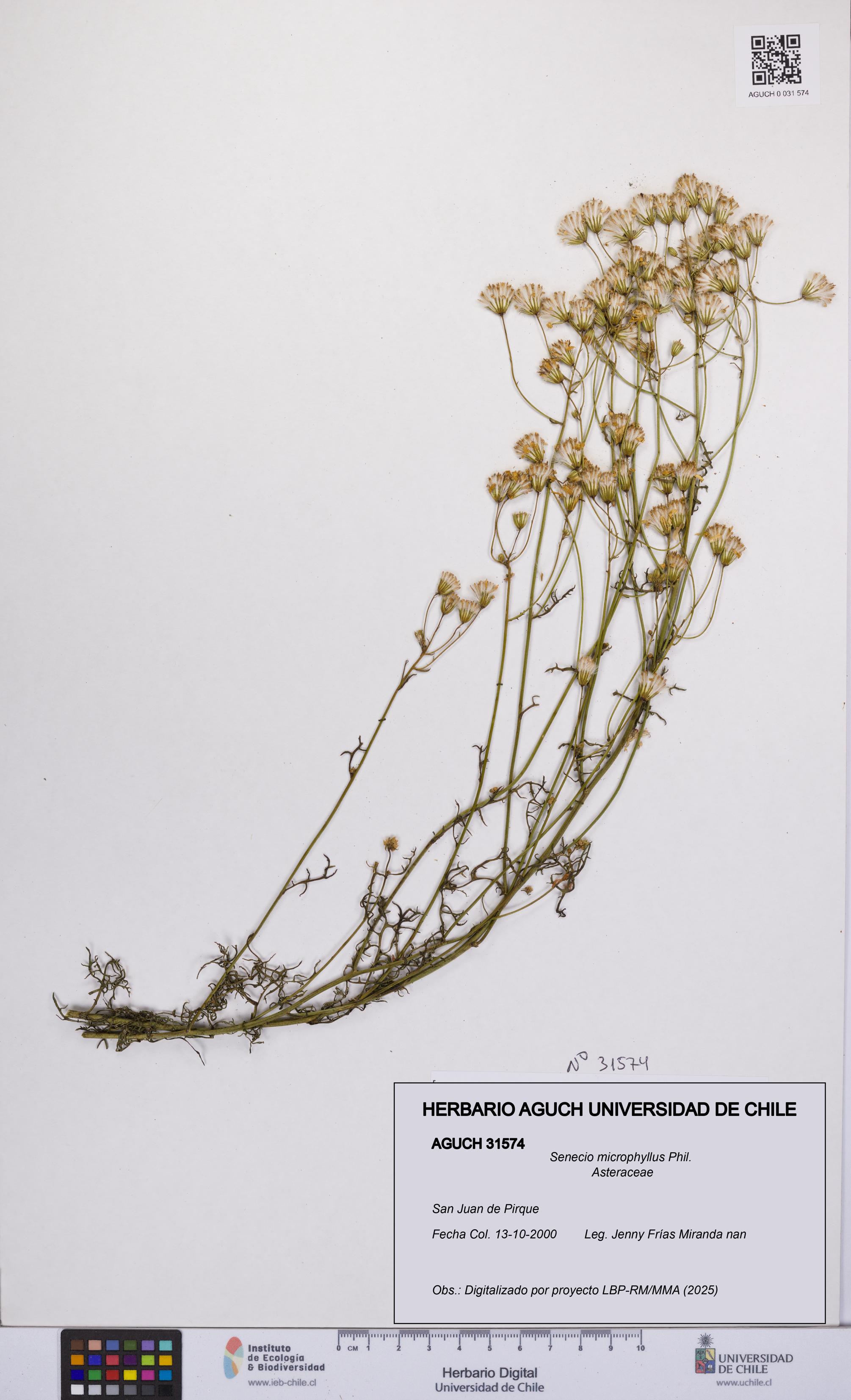 Senecio microphyllus [Espécimen: UCH:AGUCH:0031574]