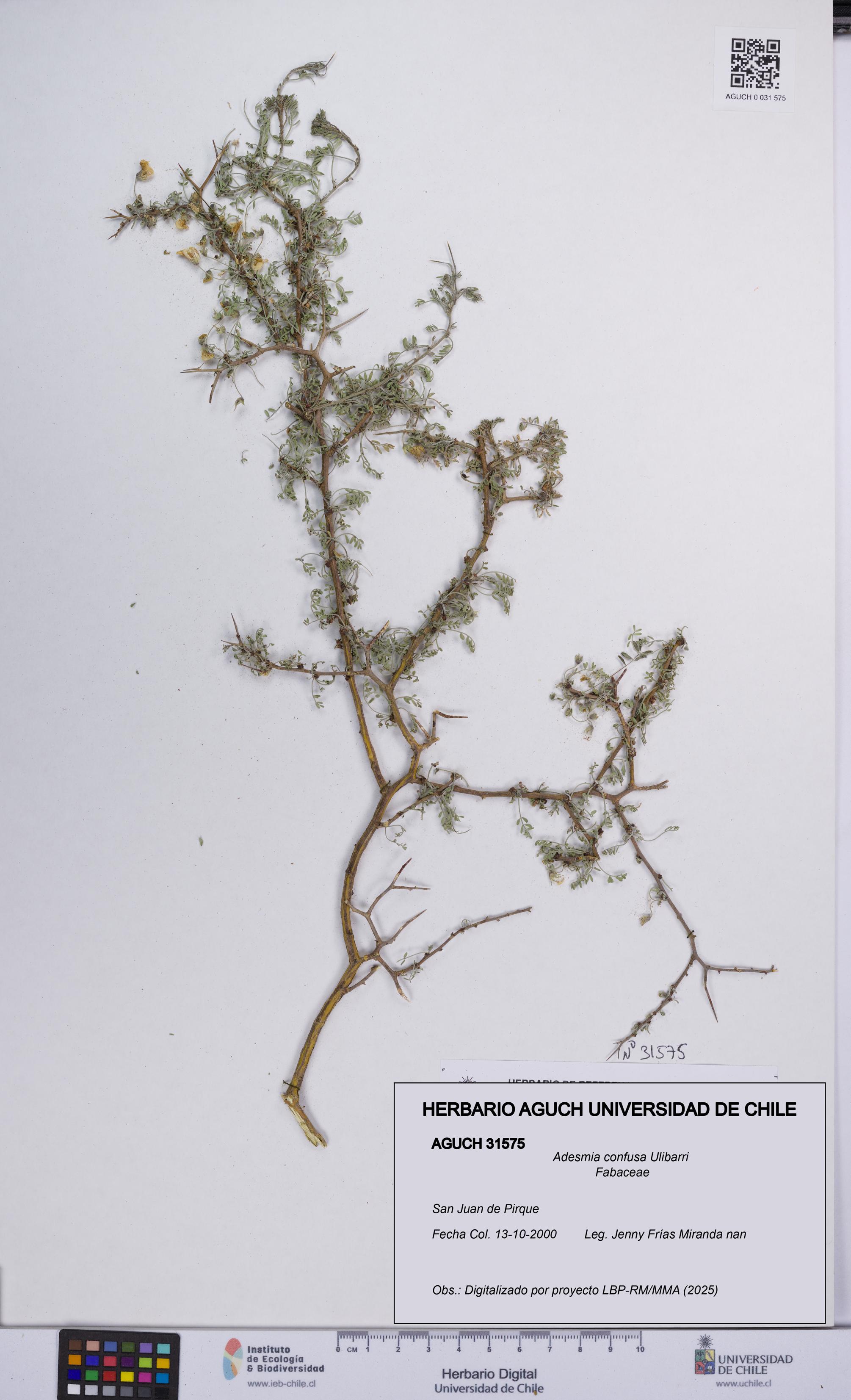 Adesmia confusa [Espécimen: UCH:AGUCH:0031575]