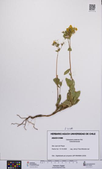 Calceolaria pratensis [Espécimen: UCH:AGUCH:0031580]