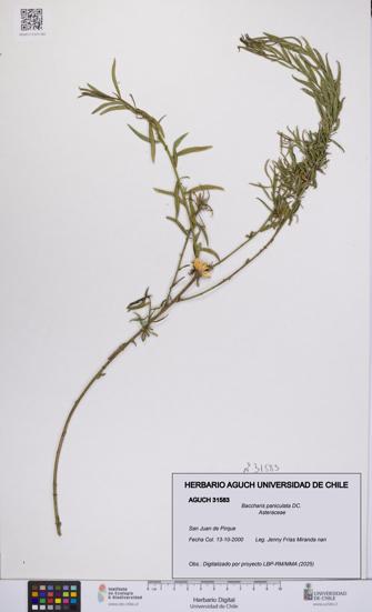 Baccharis paniculata [Espécimen: UCH:AGUCH:0031583]