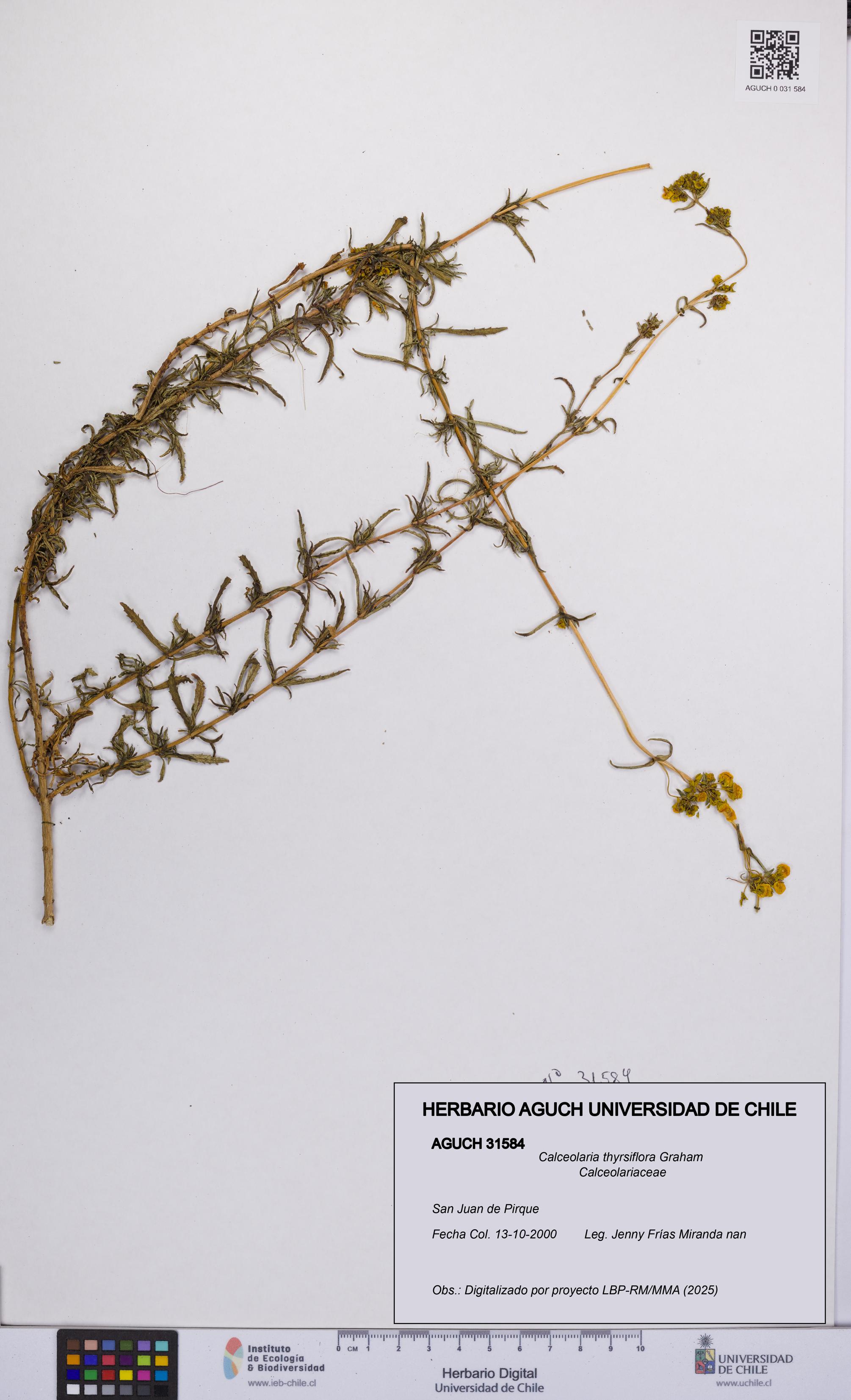 Calceolaria thyrsiflora [Espécimen: UCH:AGUCH:0031584]