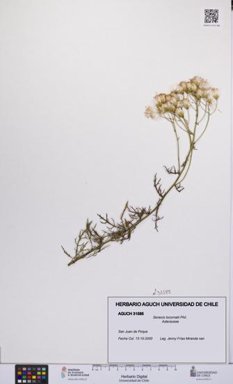 Senecio tocornalii [Espécimen: UCH:AGUCH:0031585]