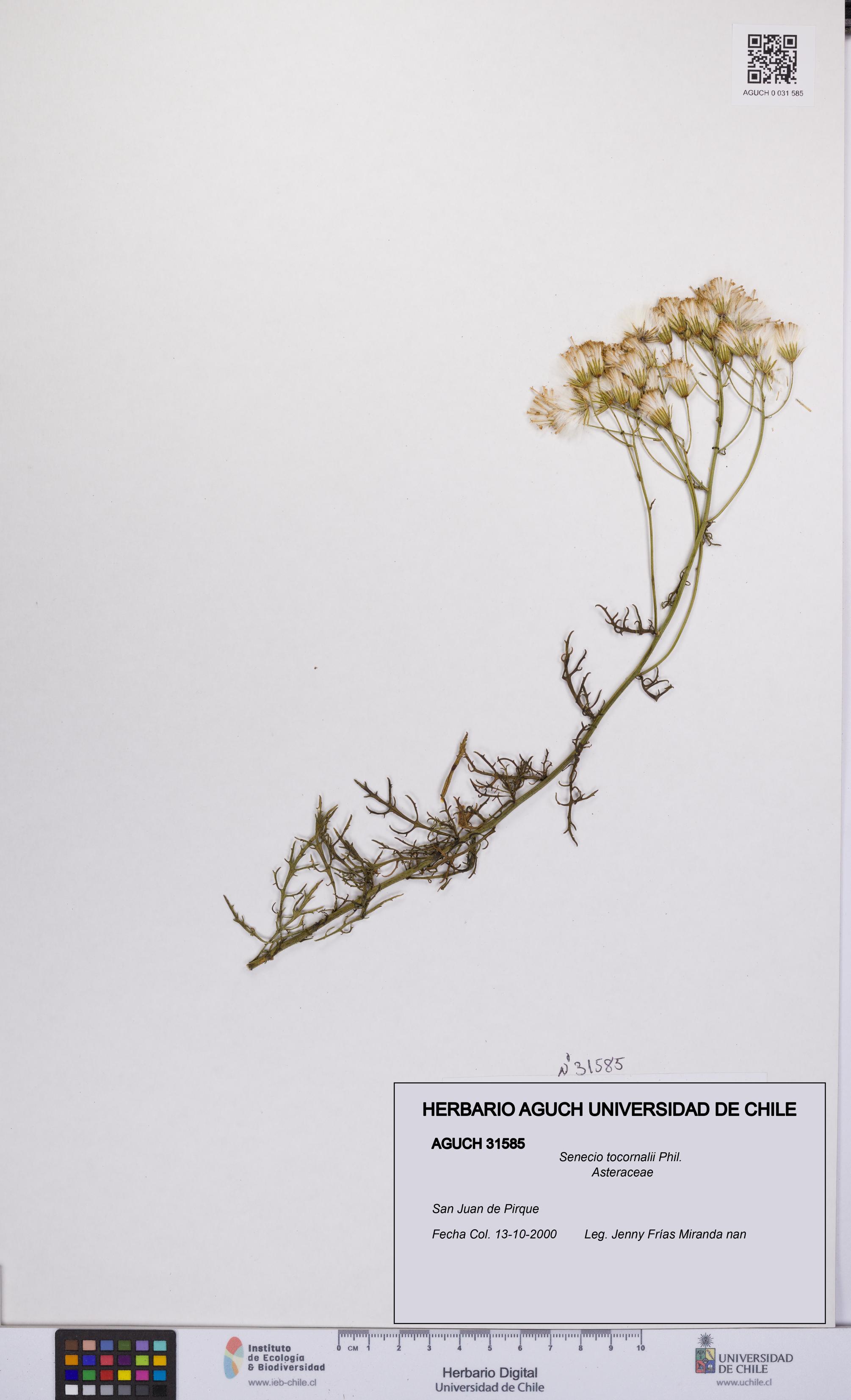 Senecio tocornalii [Espécimen: UCH:AGUCH:0031585]
