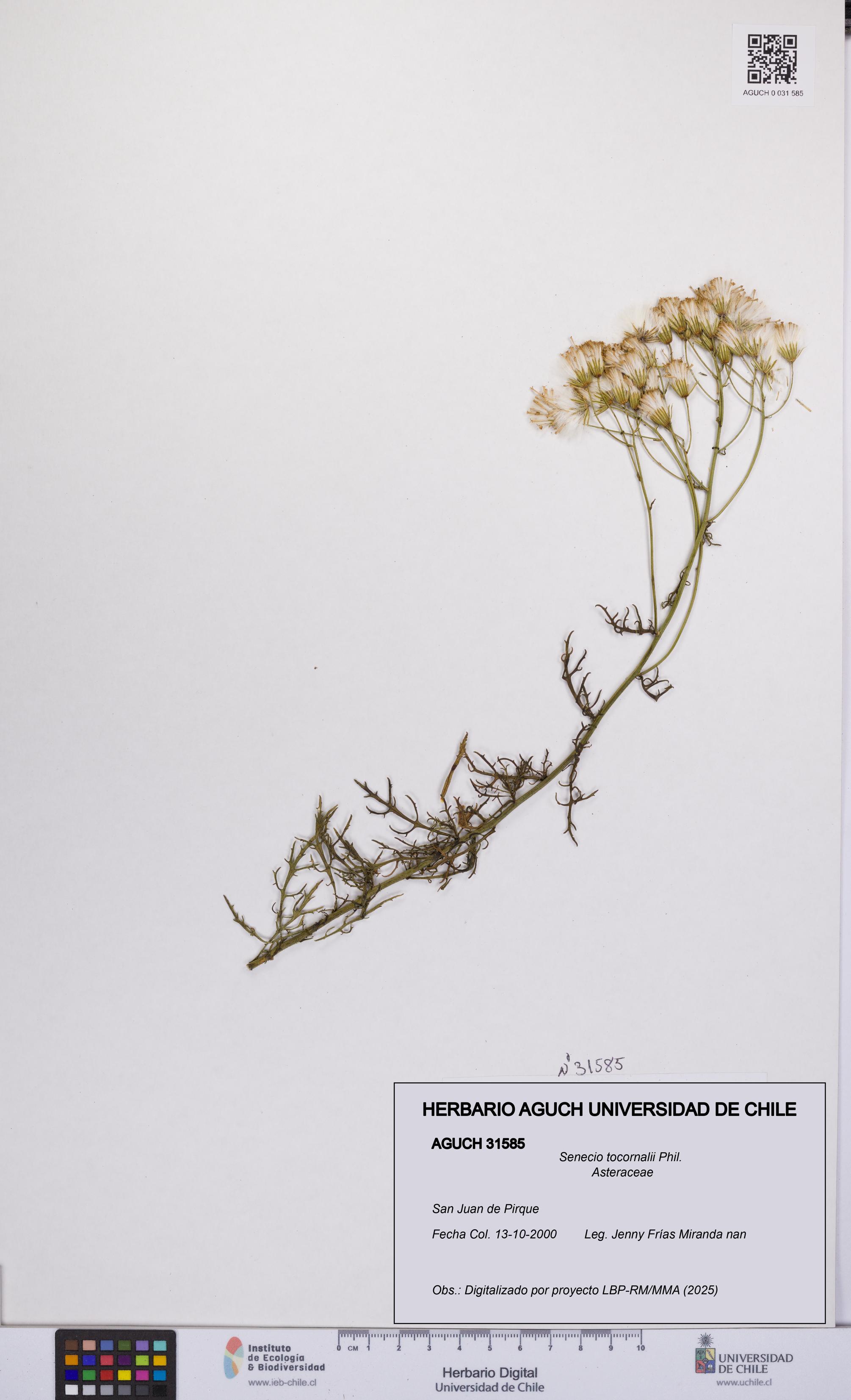 Senecio tocornalii [Espécimen: UCH:AGUCH:0031585]
