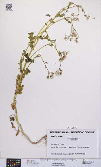 Senecio vulgaris [Espécimen: UCH:AGUCH:0031588]