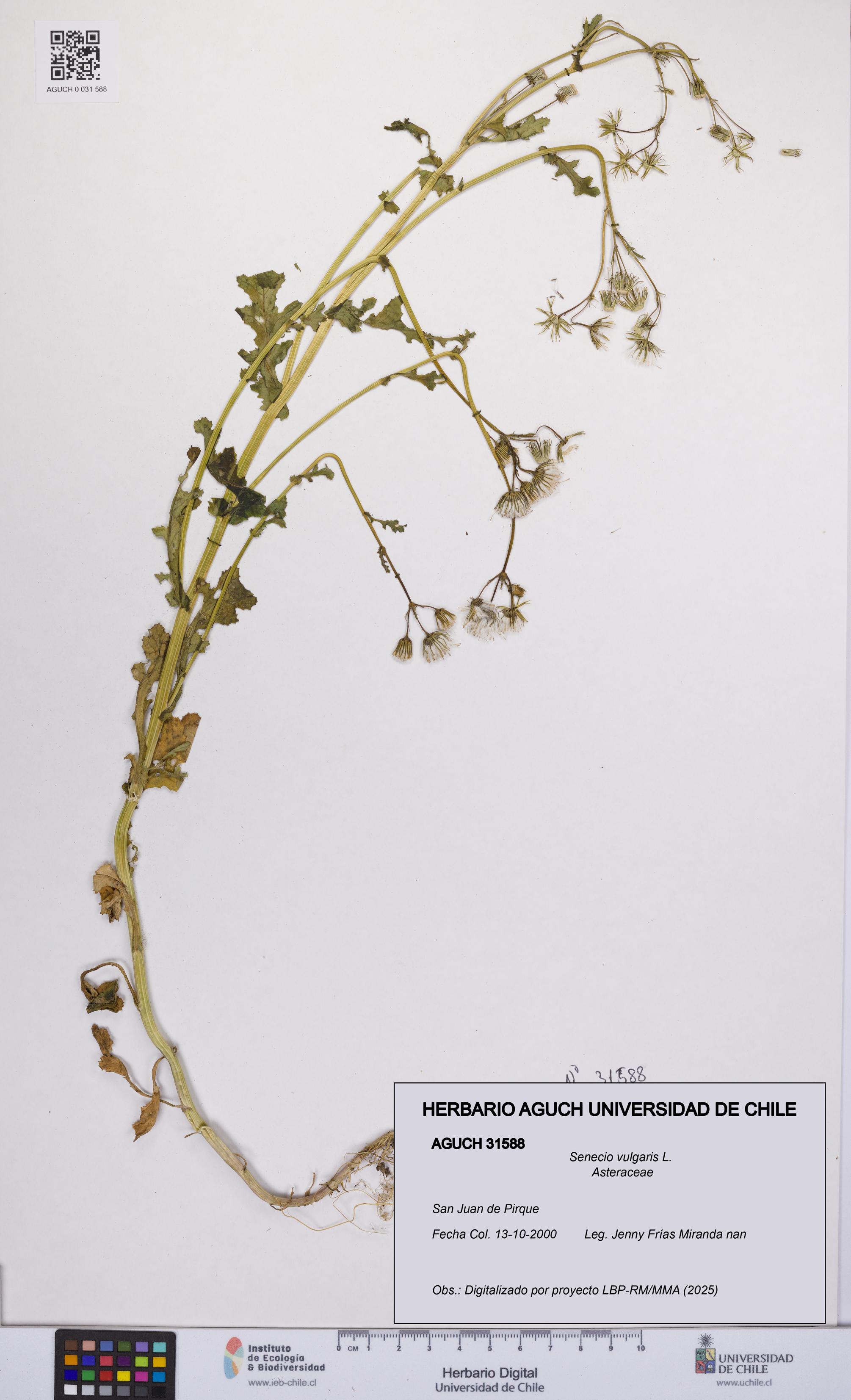 Senecio vulgaris [Espécimen: UCH:AGUCH:0031588]