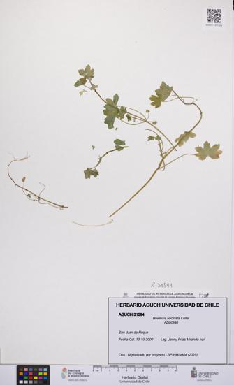 Bowlesia uncinata [Espécimen: UCH:AGUCH:0031594]