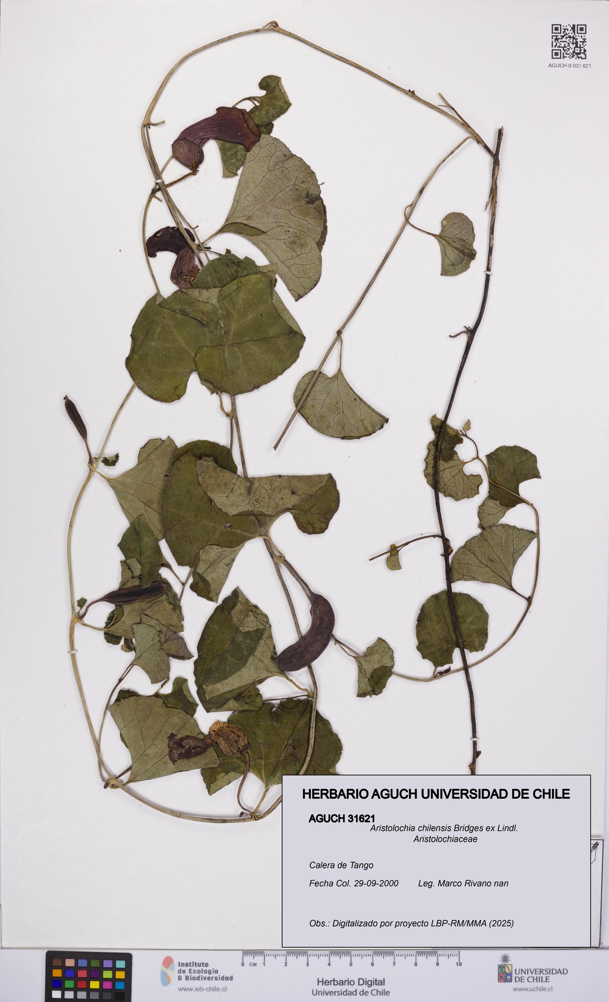Aristolochia chilensis [Espécimen: UCH:AGUCH:0031621]