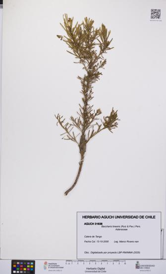 Baccharis linearis [Espécimen: UCH:AGUCH:0031638]