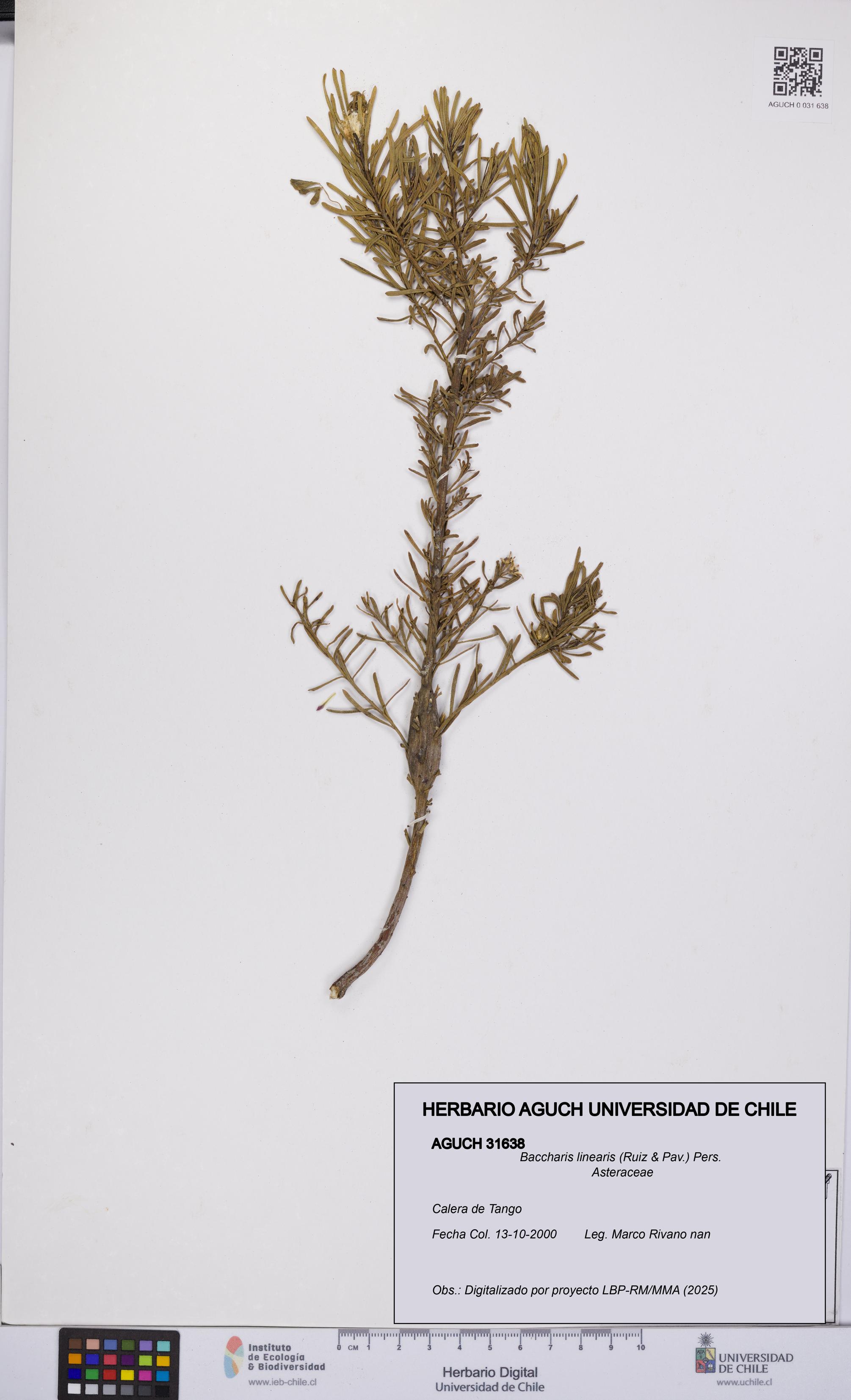 Baccharis linearis [Espécimen: UCH:AGUCH:0031638]