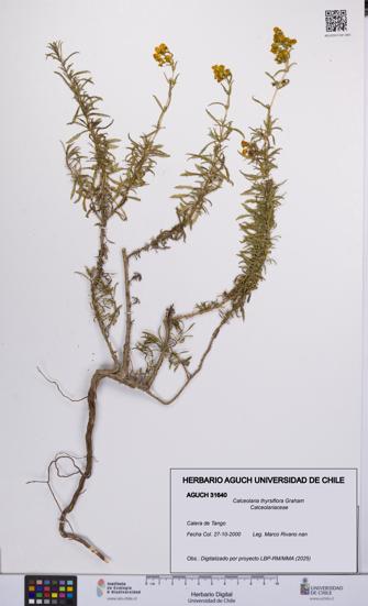 Calceolaria thyrsiflora [Espécimen: UCH:AGUCH:0031640]