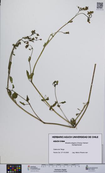 Mirabilis elegans [Espécimen: UCH:AGUCH:0031644]