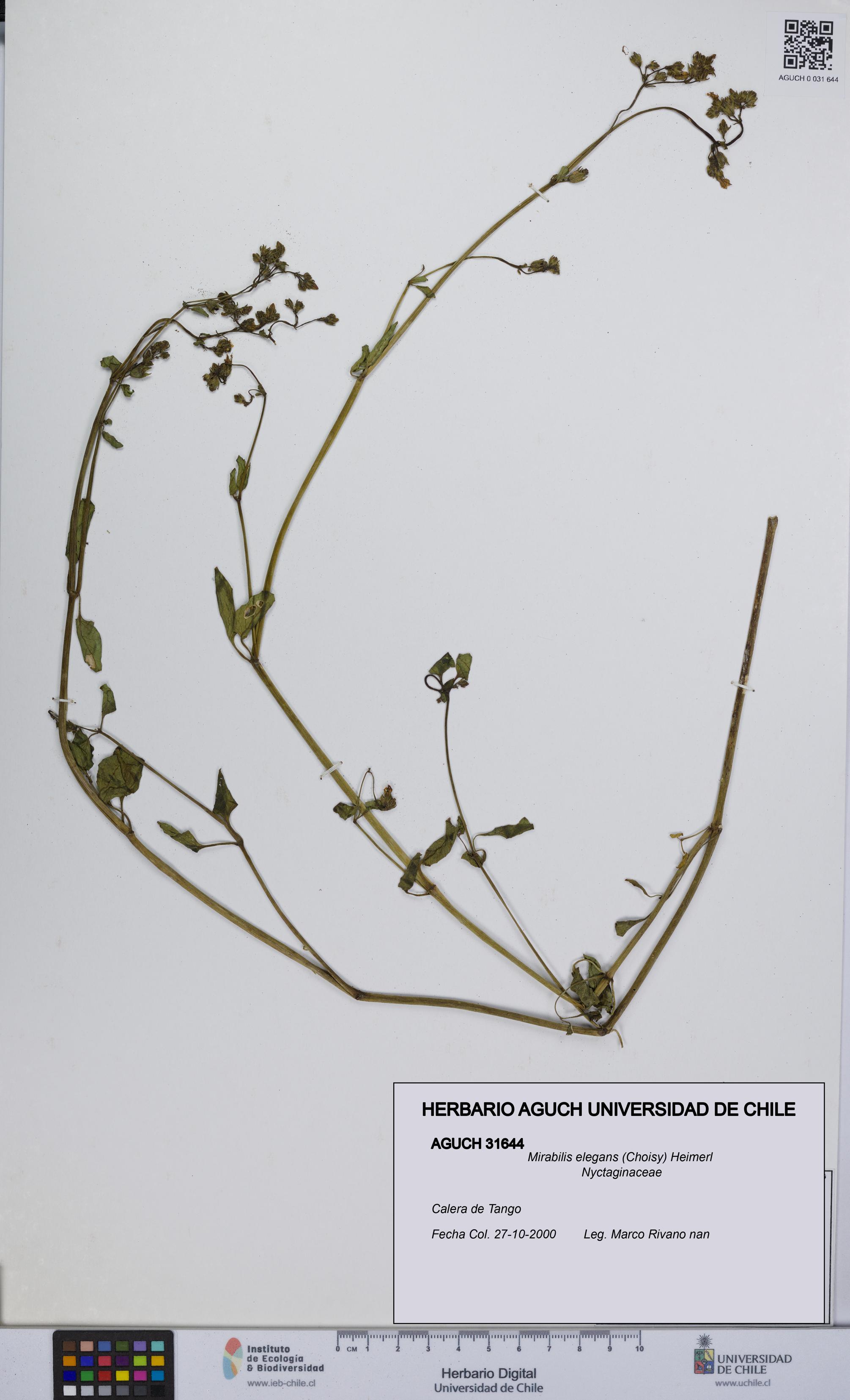 Mirabilis elegans [Espécimen: UCH:AGUCH:0031644]