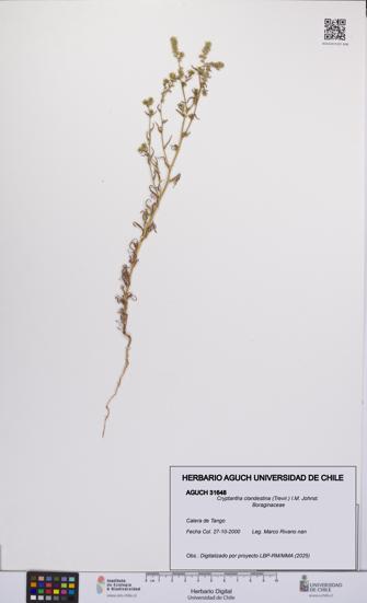 Cryptantha clandestina [Espécimen: UCH:AGUCH:0031648]